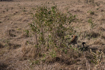 cheetah © Herbert