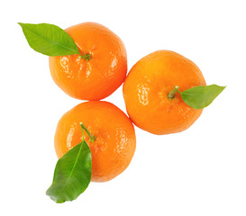 tangerines with leaves