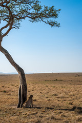cheetah © Herbert