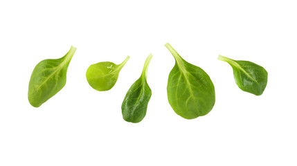 fresh corn salad leaves © Viktor