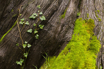 Tree Bark, a Vine and Moss
