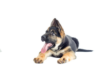 Shepherd puppy looking at the white background