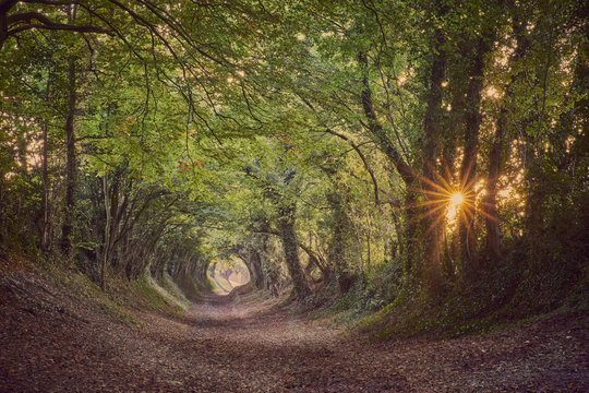 Halnaker ancient green lane in West Sussex in autumn