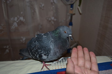 pigeon