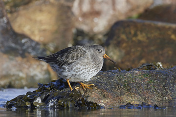 Purple sandpiper (Calidris maritima)
