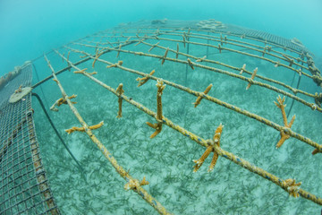 Coral Fragments Growing in Caribbean Sea Used to Reseed Damaged Reefs