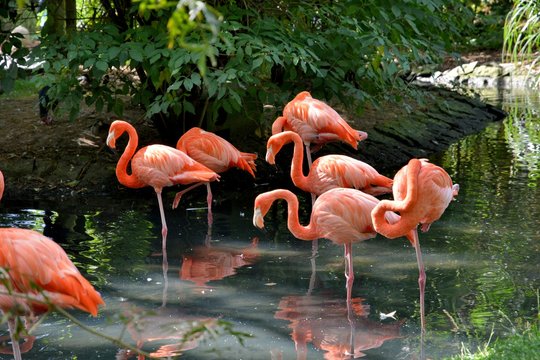 Fototapeta Groupe de Flamands roses les pattes dans l'eau