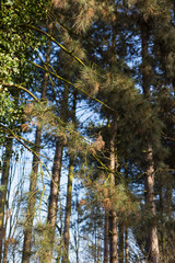 Obraz premium Winter time in a local park