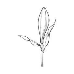 Single hand drawn white lily flower bud with stem and leaves, side view, sketch vector illustration isolated on white background. Realistic hand drawing of closed white lily, bud, wedding flower