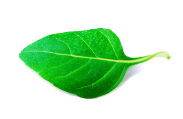 Fresh basil leaf on white background with clipping path.