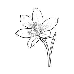 Delicate single crocus spring flower with stem and leaf, sketch style vector illustration isolated on white background. Realistic hand drawing of crocus, first spring flower in vertical position