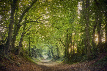 Halnaker ancient green lane in West Sussex in autumn