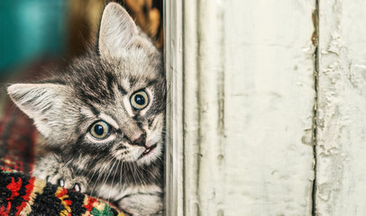 Cute kitten and a wooden white board.