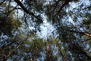 Fototapeta premium Up!