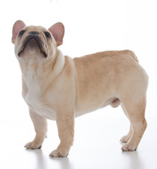 male french bulldog