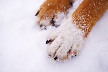 Paws of a dog on snow