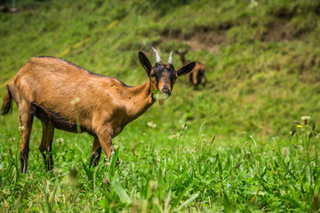Goat on the green summer meadow
