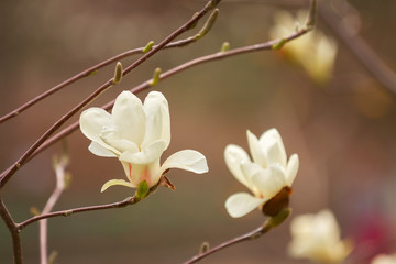 Obraz premium Beautiful magnolia blossom close up. Blurred background