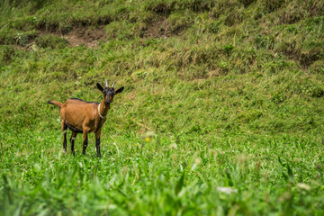 Naklejka na ściany i meble Goat on the green summer meadow