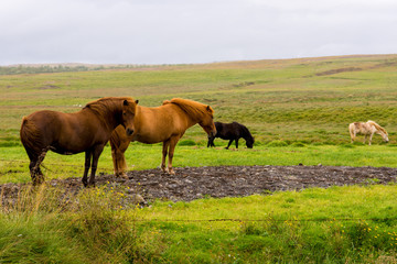 Naklejka na ściany i meble Iceland horses