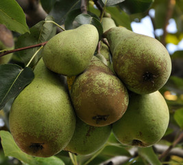 On a tree branch ripe pear varieties of winter