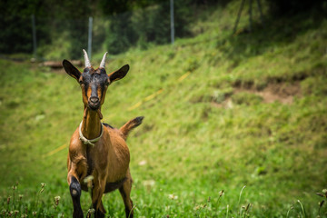 Goat on the green summer meadow