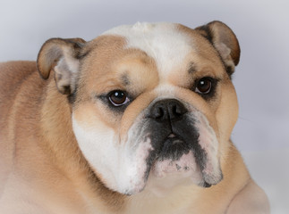 female bulldog portrait