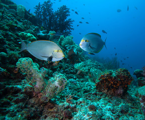 Naklejka na ściany i meble Surgeonfish by coral reef..