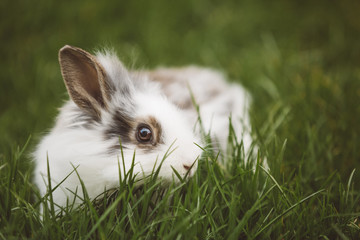 Obraz premium Bunny in grass