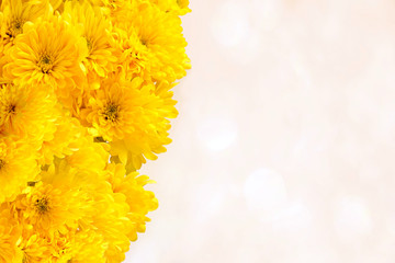 yellow chrysanthemum on light background/photography with scene of the yellow chrysanthemums on light background