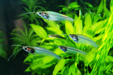 flock of glass catfish