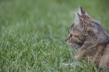 Naklejka na ściany i meble Kitten sitting in grass.
