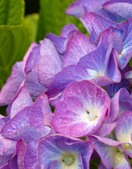 Fototapeta na wymiar Macro image of Blue Hydrangea flower.