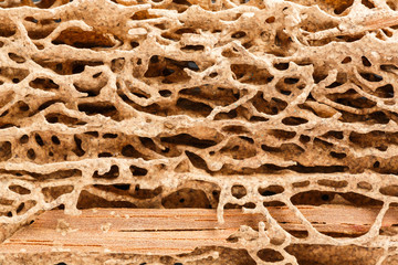 Wood plank eaten by termite