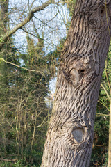 Winter time in a local park