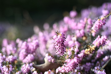 purple flowers closeup