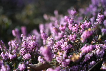 purple flowers closeup