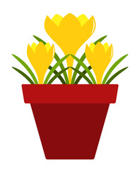 crocuses in pot