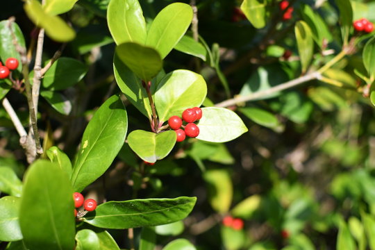 Bearberry, Arctostaphylos Uva-ursi