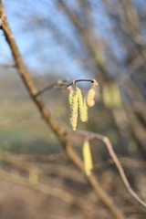 catkins