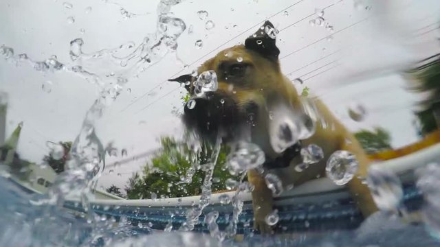 Dog biting pool water being splashed on him. Slow motion 120fps