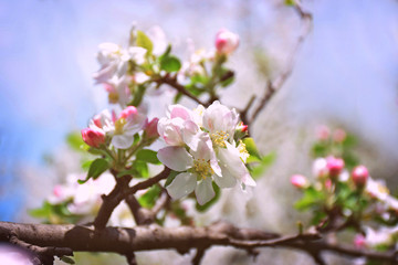 Apple blossom close-up. Spring. Dawn. A new beginning.