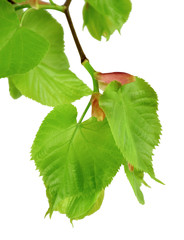 Young linden blossoms and leaves, isolated without shadow.