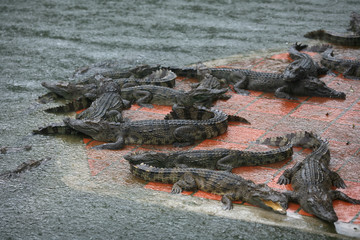 Vietnam Crocodiles