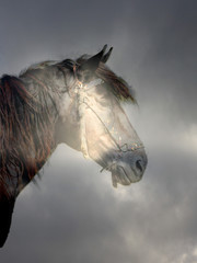 horse in the magic forest