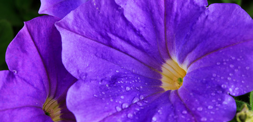 Closeup of beautiful purple Petunia.