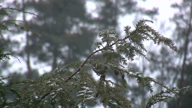 Ein Erlenzeisigweibchen sitzt auf einem Zweig einer Hemlocktanne und knabbert an den Zapfen