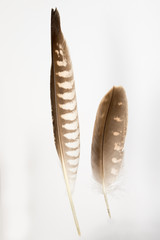 Two feathers of Saker Falcon, Falco cherrug