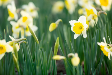 Obraz premium Narcissus blossom