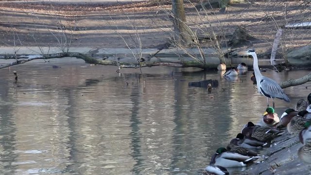 Duck is looking for a partner